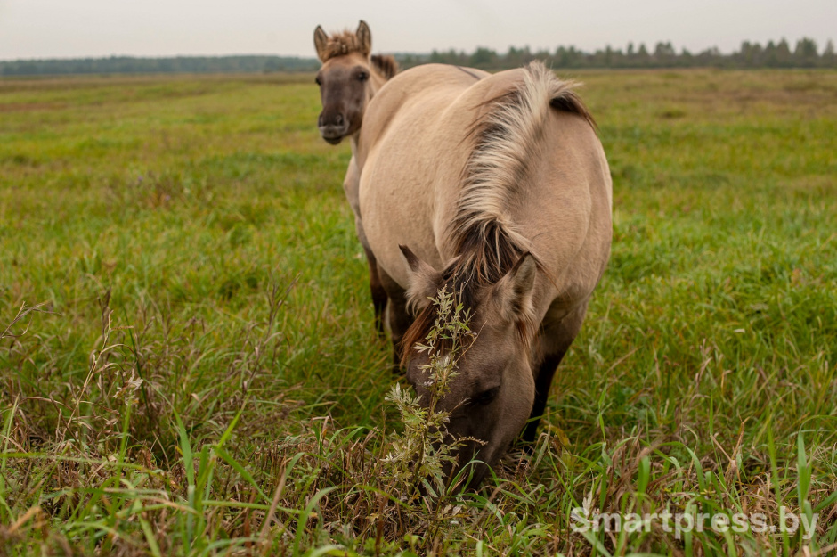 тарпановидные лошади