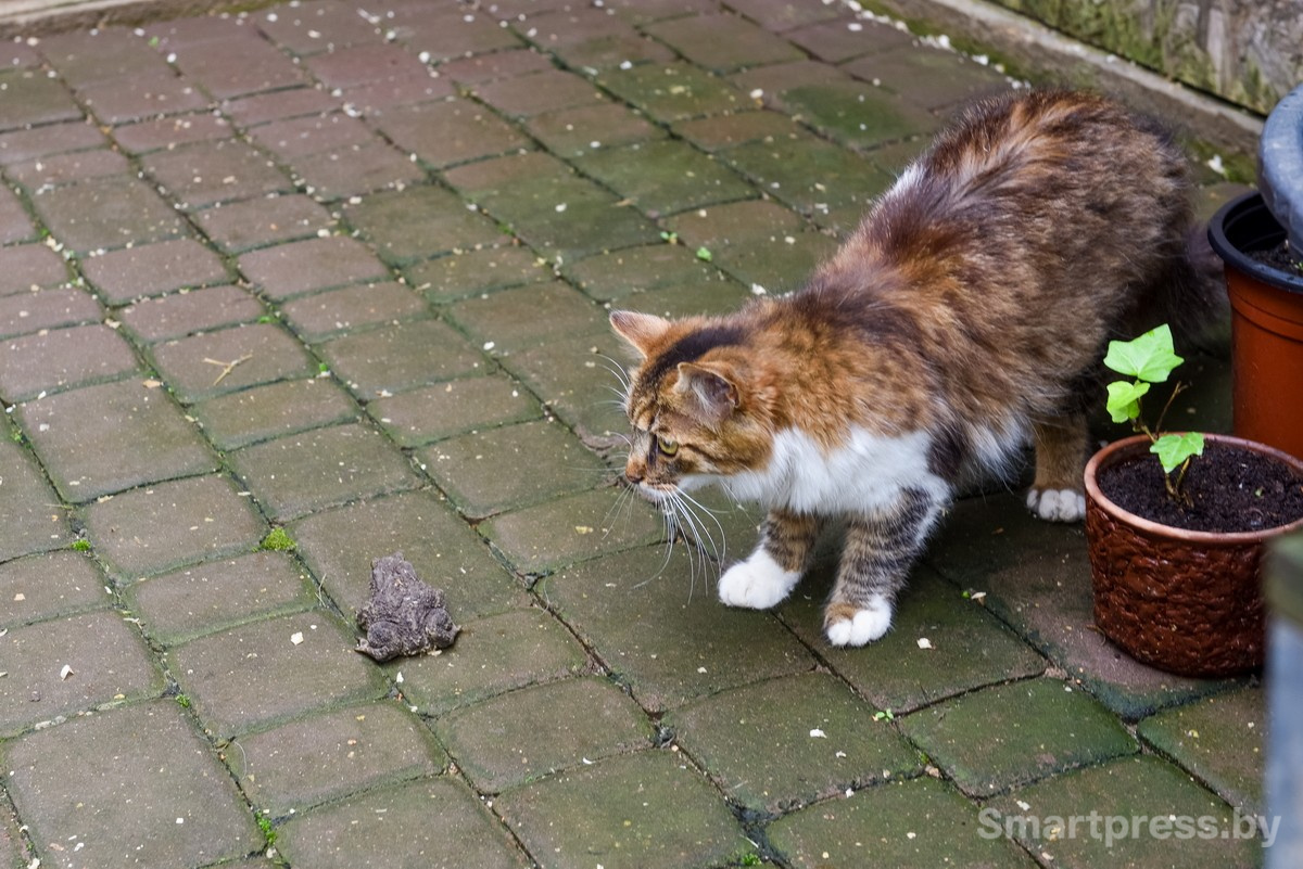 9-Кнопка ловит не только мышей но и жаб с лягушками.jpg