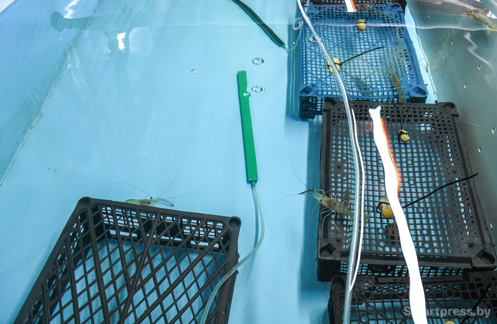 Креветочная ферма под Ляховичами 9.jpg Креветочная ферма под Ляховичами 9.jpg