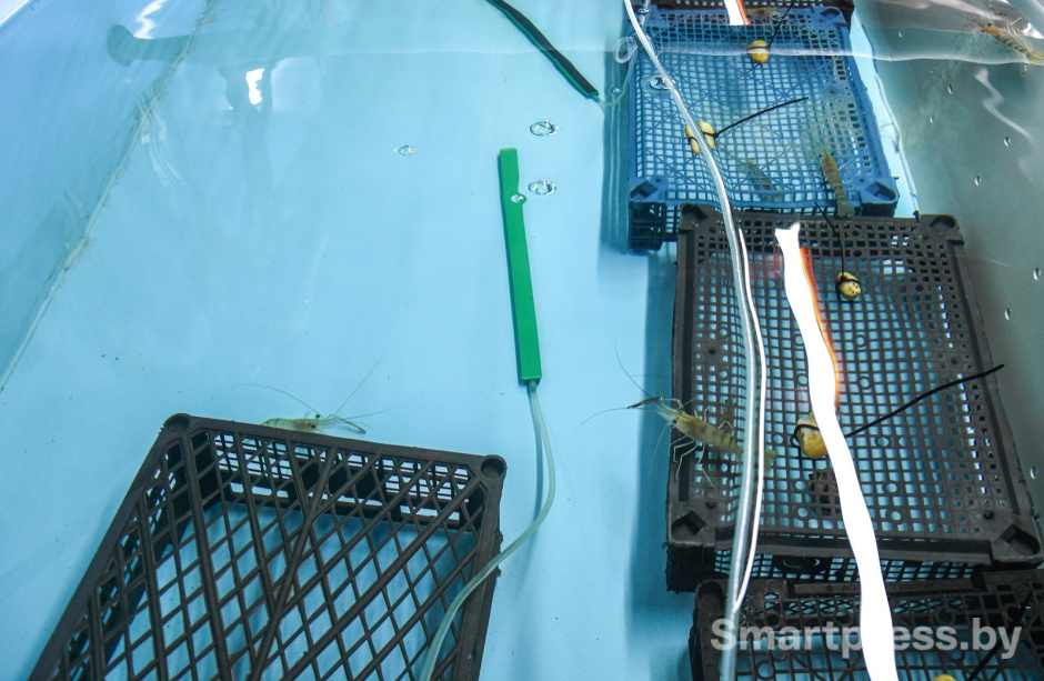 Креветочная ферма под Ляховичами 9.jpg