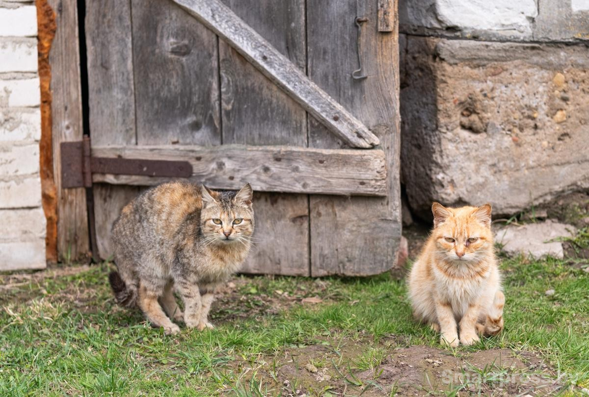 25-Деревенские коты.jpg