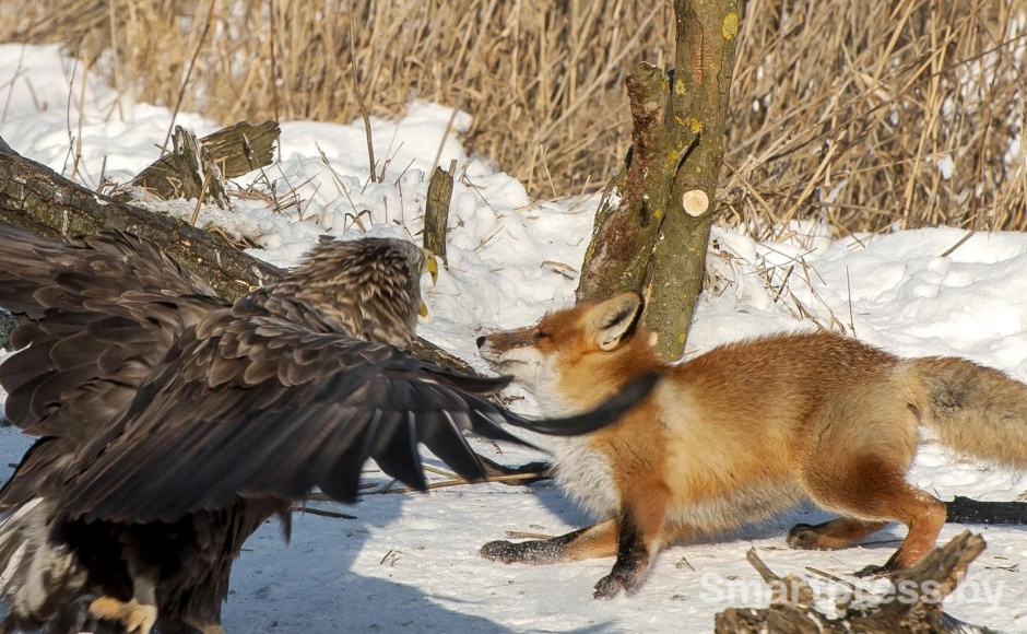 19-Орлан-белохвост и лиса.jpg 19-Орлан-белохвост и лиса.jpg