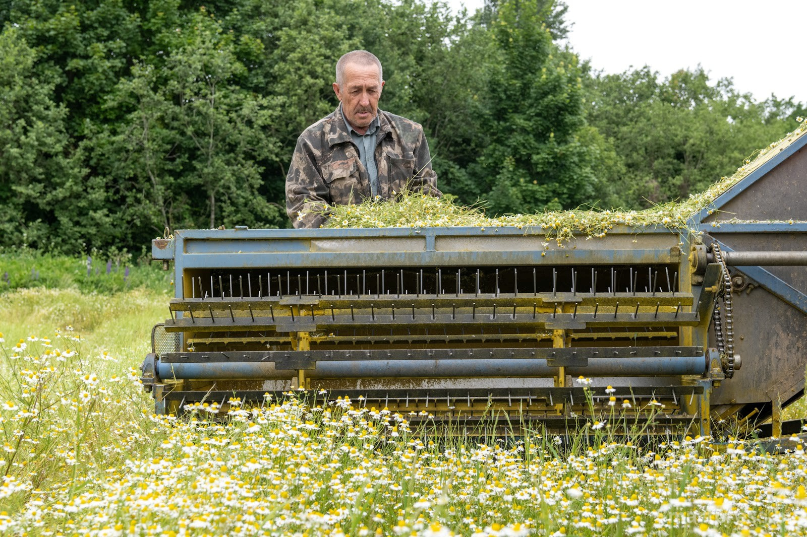7-Как собирают ромашку в деревне Пищалово.jpg