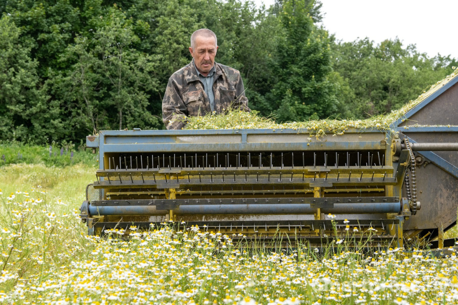 7-Как собирают ромашку в деревне Пищалово.jpg