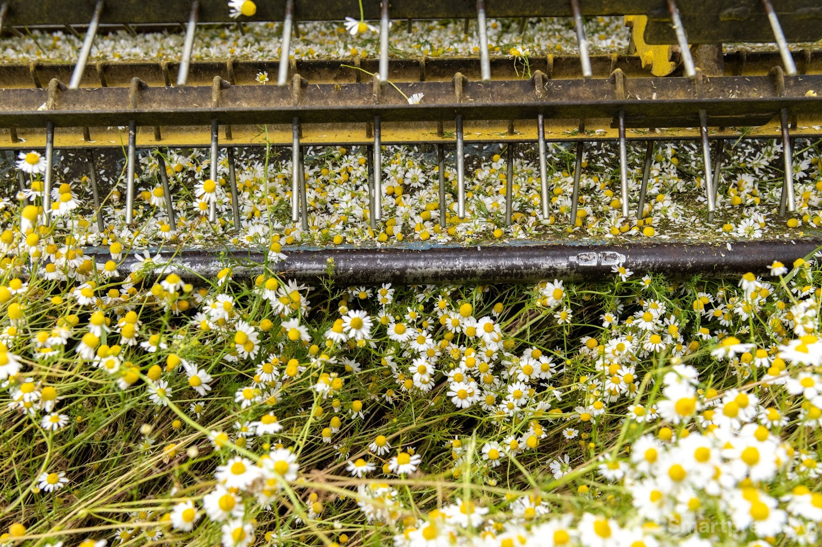 20-Как собирают ромашку в деревне Пищалово.jpg