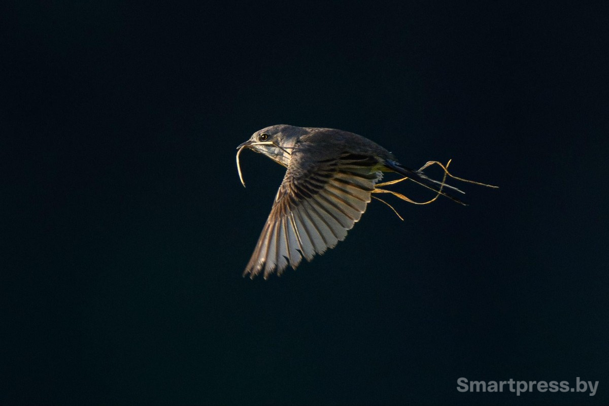 13-Серая славка.jpg 13-Серая славка.jpg