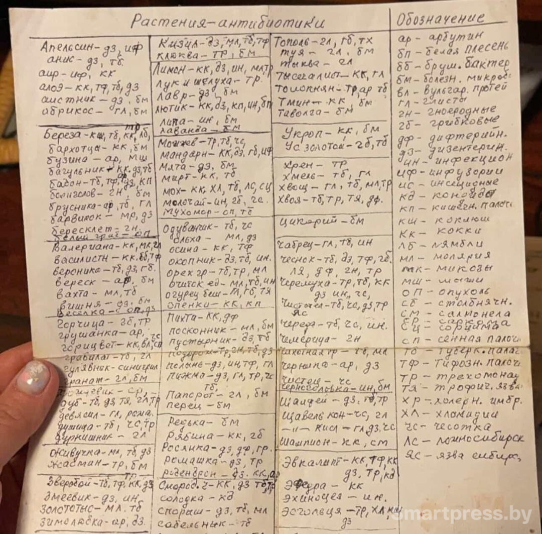 2-Растения-антибиотики список прабабушки Анны.jpg