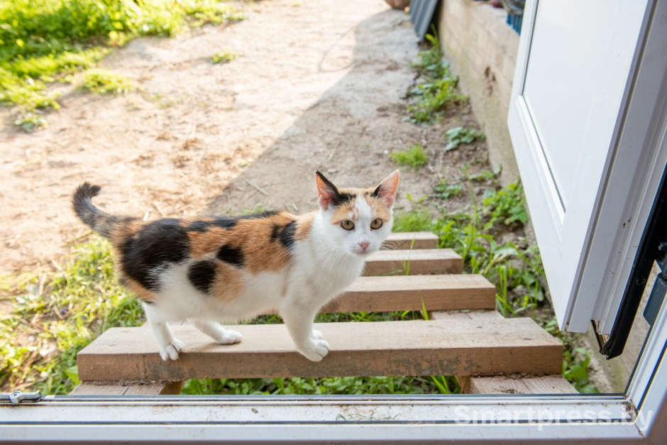 13-Кошка Печенька.jpg