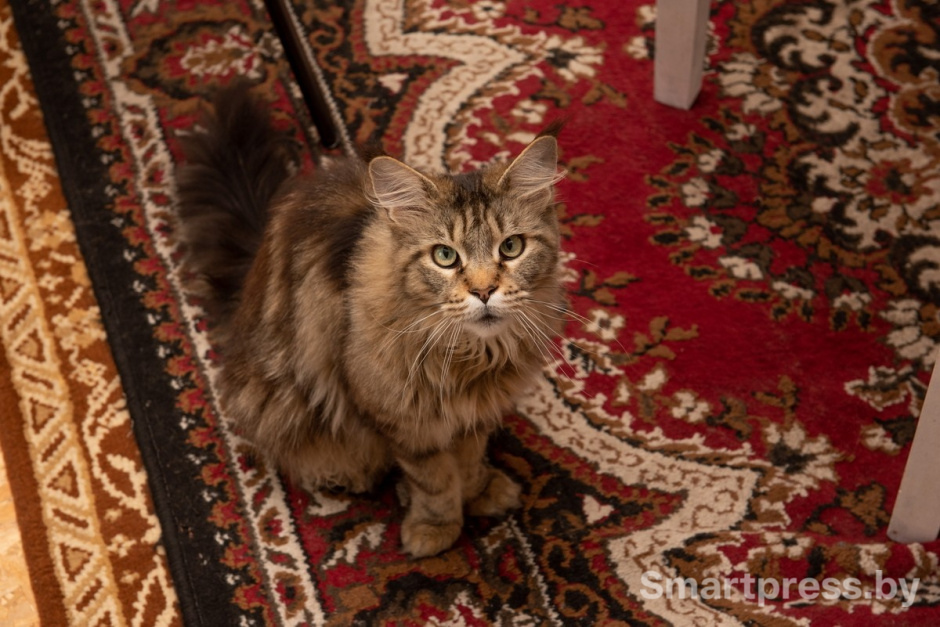 9-Кошка Кэсси с хутора Сматра.jpg