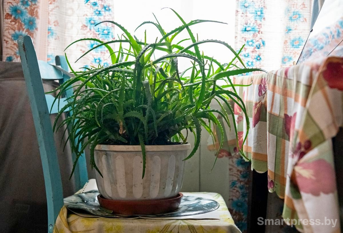 5-Алоэ в деревенском доме.jpg