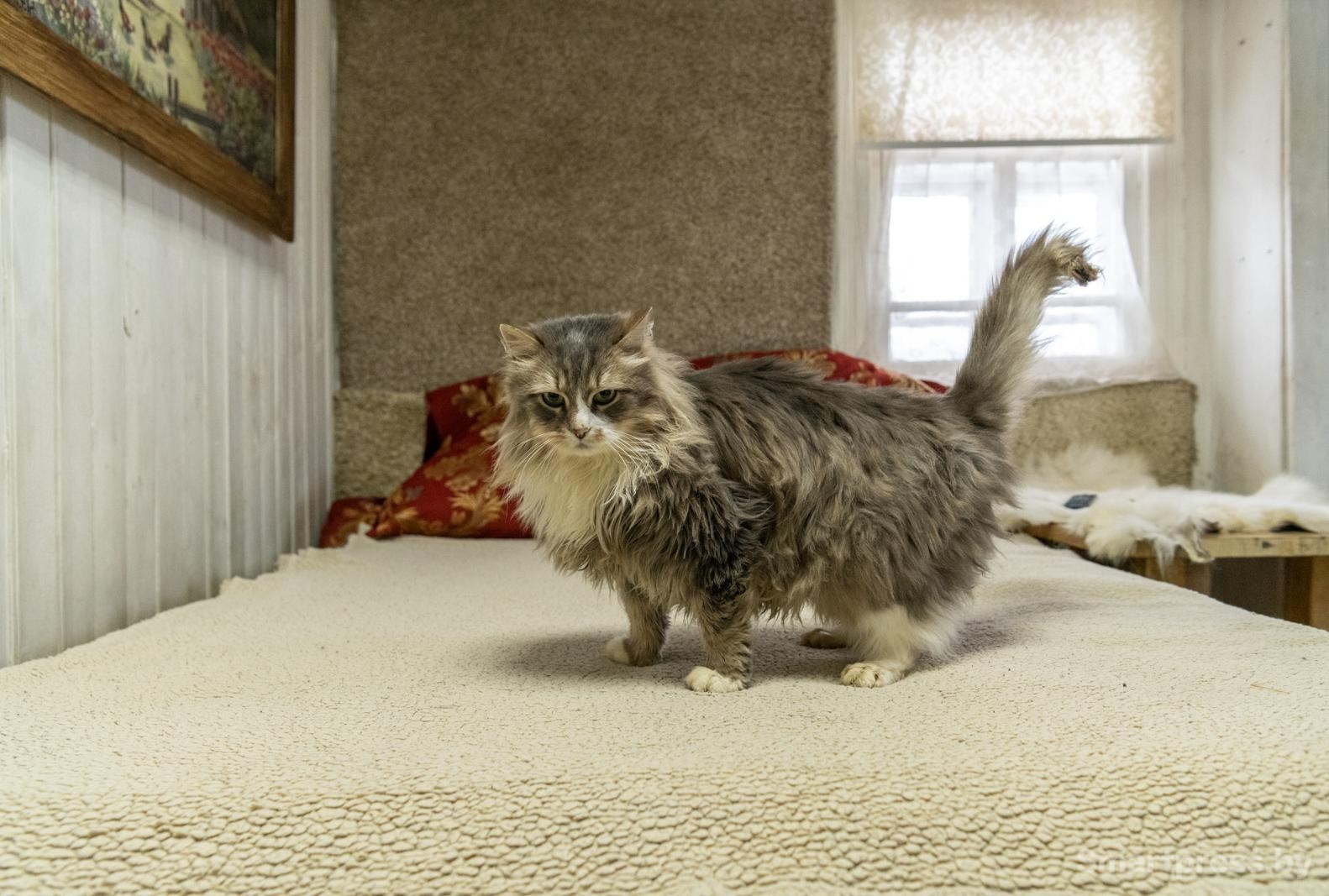 17-Кот на кровати.jpg