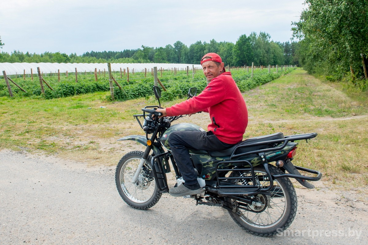 8-Плантации с ягодами в хозяйстве АгроЯгодка.jpg