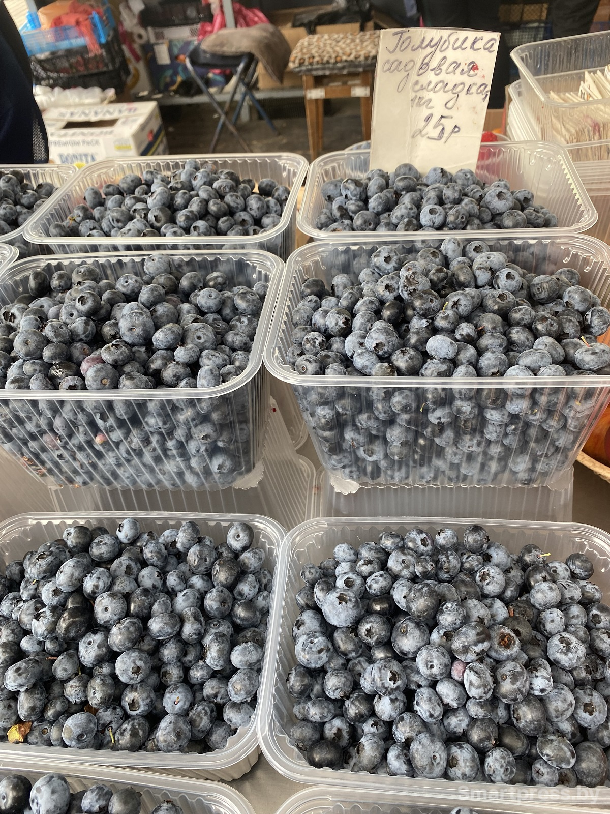 голубика садовая по 25 рублей