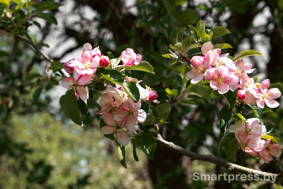 4-Райский сад в Воложинском районе.jpg