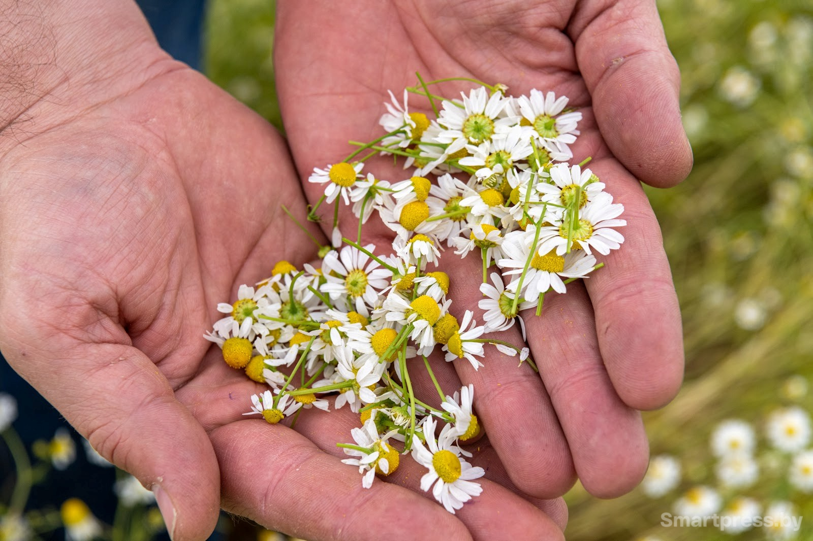 8-Как собирают ромашку в деревне Пищалово.jpg