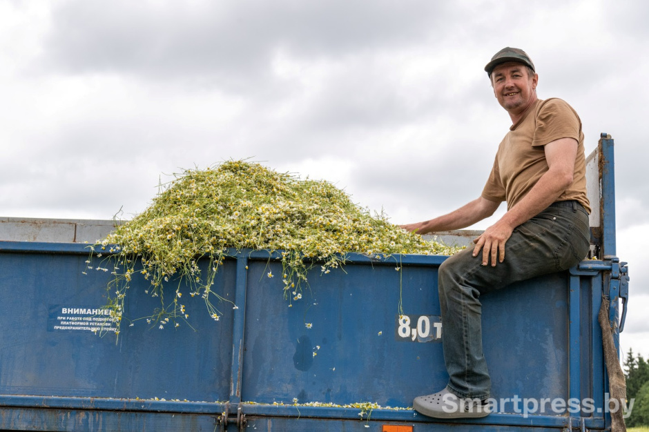 23-Как собирают ромашку в деревне Пищалово.jpg