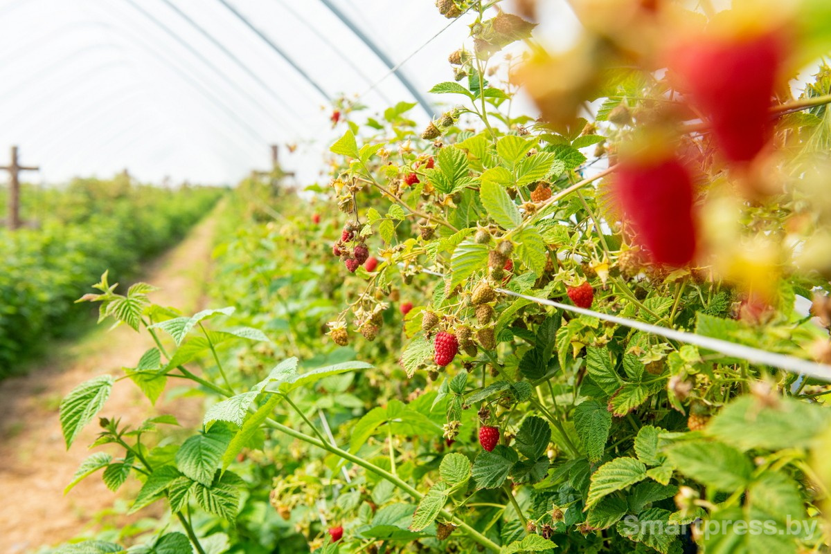 7-Плантации с ягодами в хозяйстве АгроЯгодка.jpg