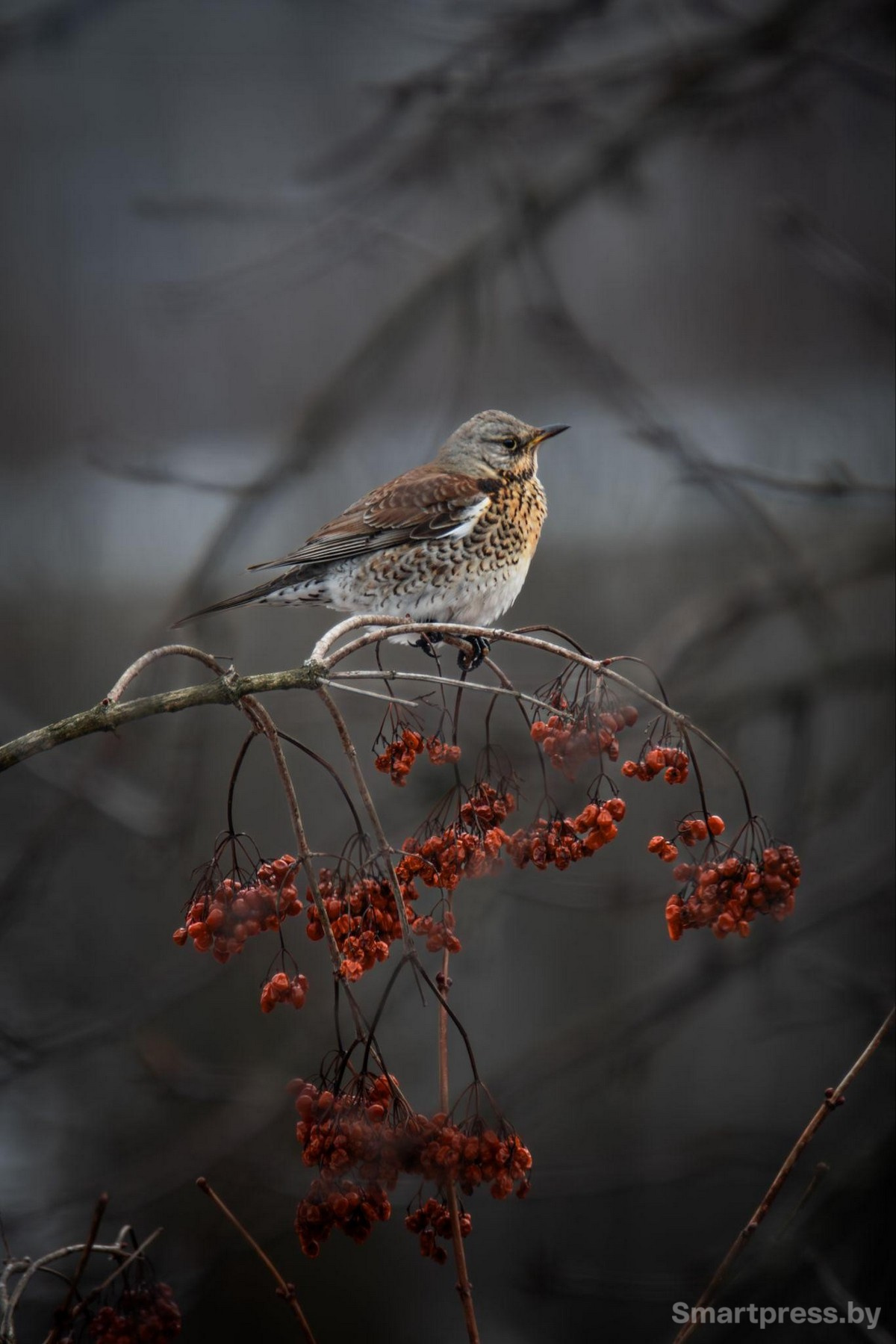 12-Аппетит во время зимы. Фото Анны Щурок.jpg