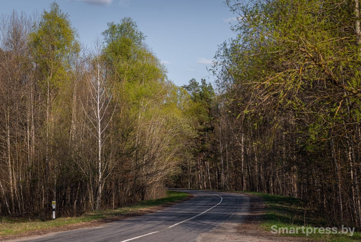 5-Дорога из Турова до пойменных дубрав.jpg