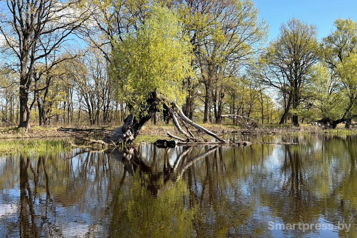 6-Пойменные леса Припяти.jpg