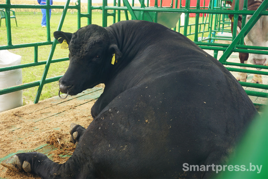 бык абердин-ангусской породы.jpg