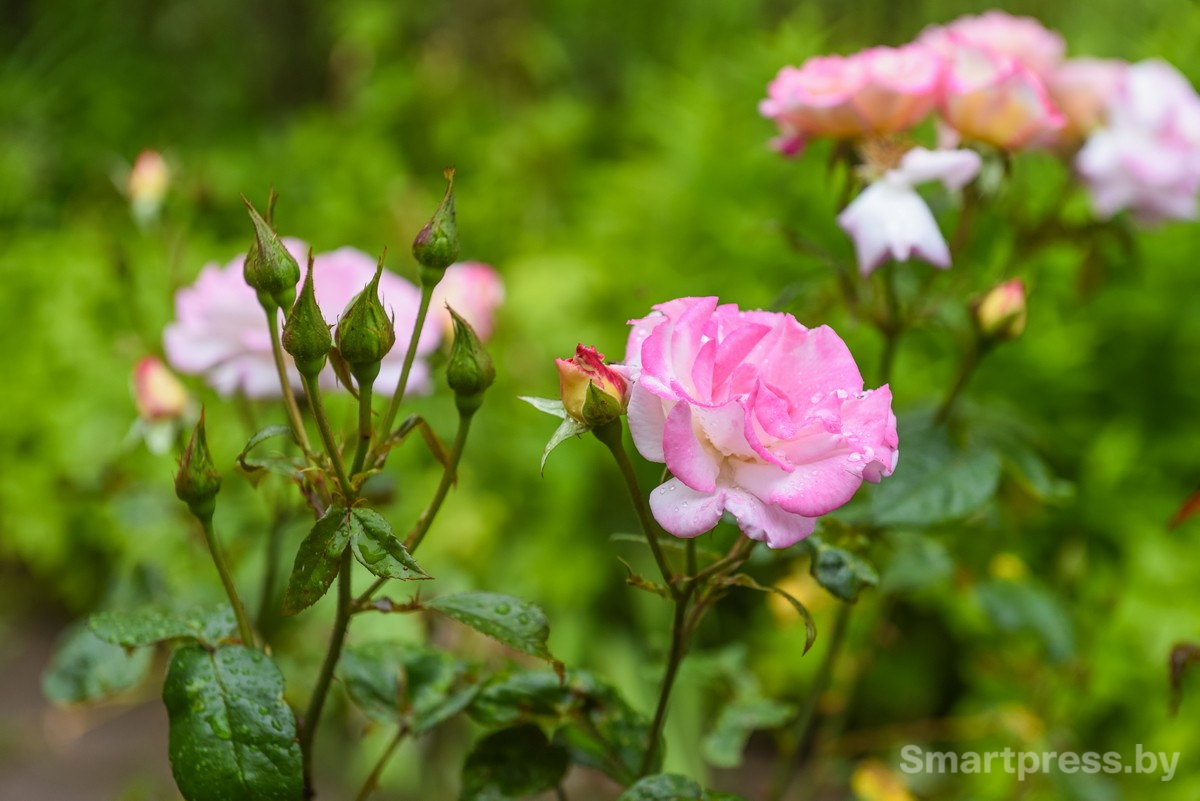 4-Зоосад семьи Марчук в Ходаково.jpg