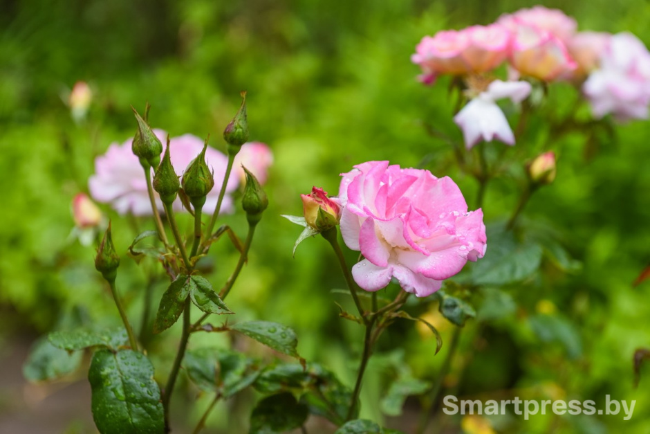 4-Зоосад семьи Марчук в Ходаково.jpg