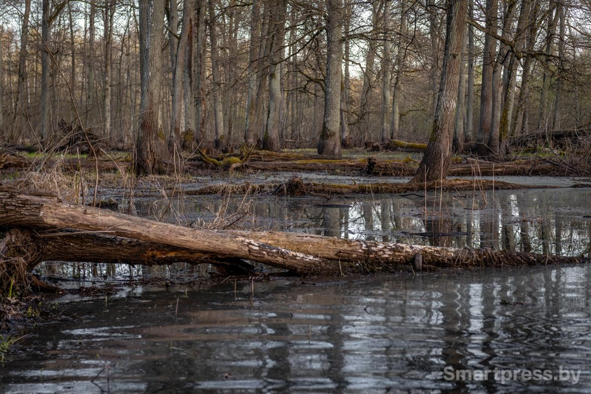 21-Пойменные дубравы Полесья.jpg