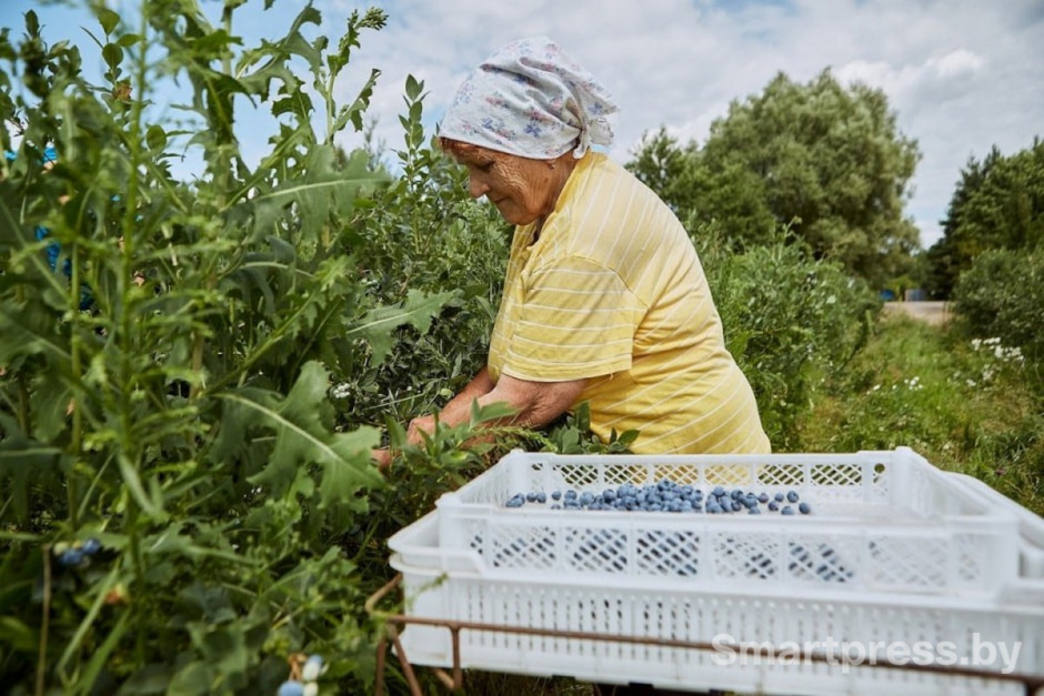 14-Сбор голубики в поле.jpg 14-Сбор голубики в поле.jpg