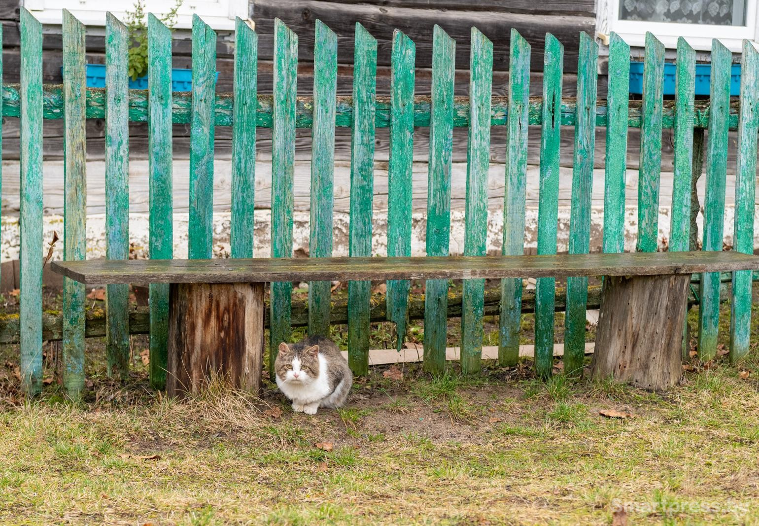 21-Кот возле деревенского забора.jpg