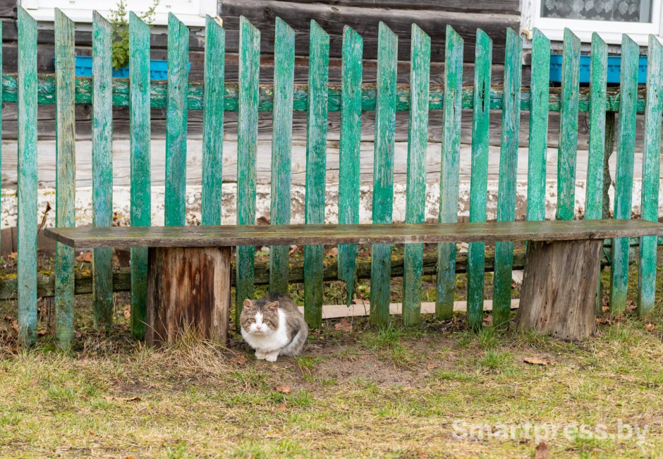 21-Кот возле деревенского забора.jpg