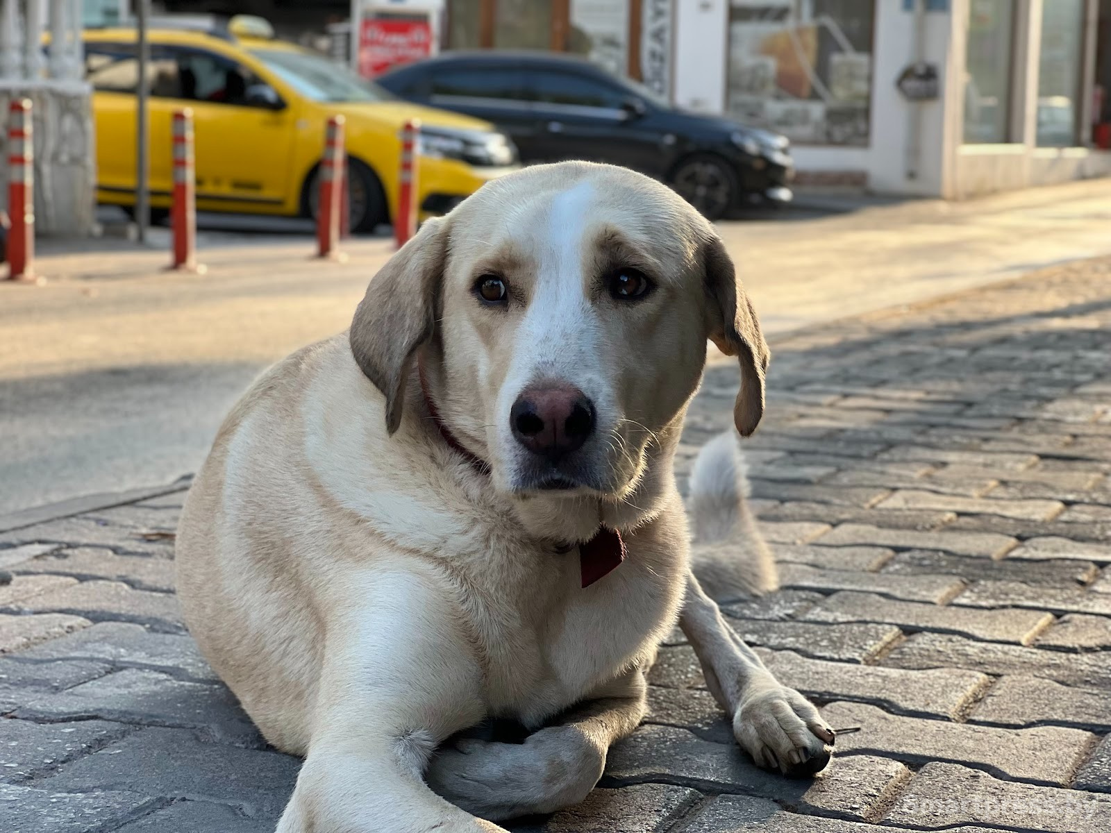 33-Собака из Бодрума.jpg