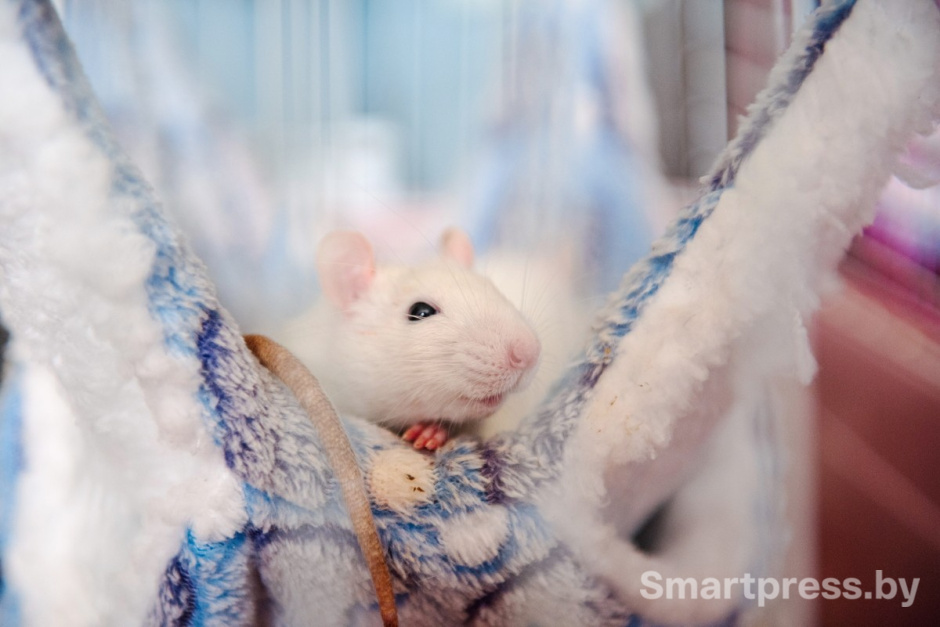 11-Домашние крысы из приюта RATуй.jpg