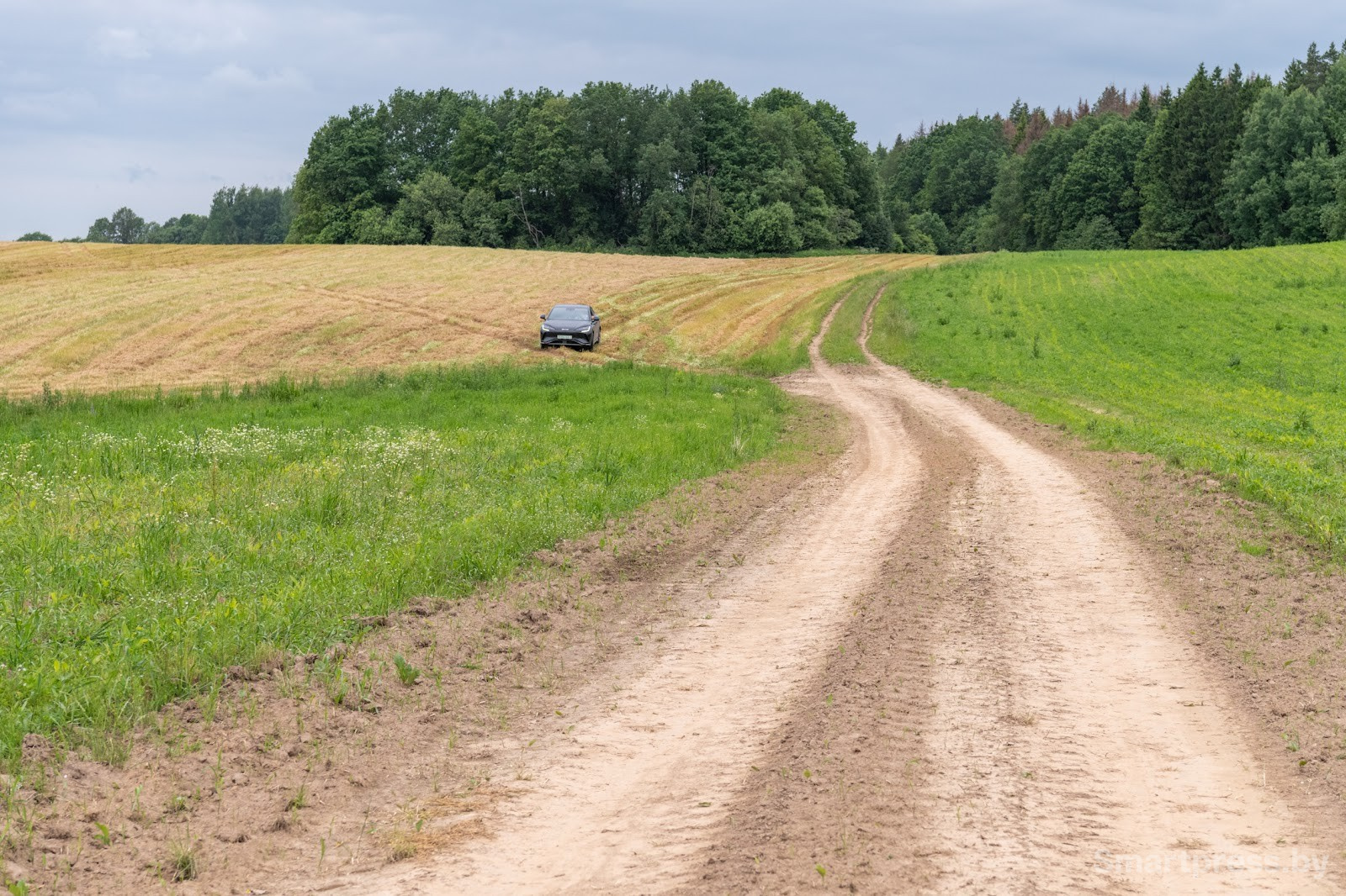 5-Ромашковое поле.jpg