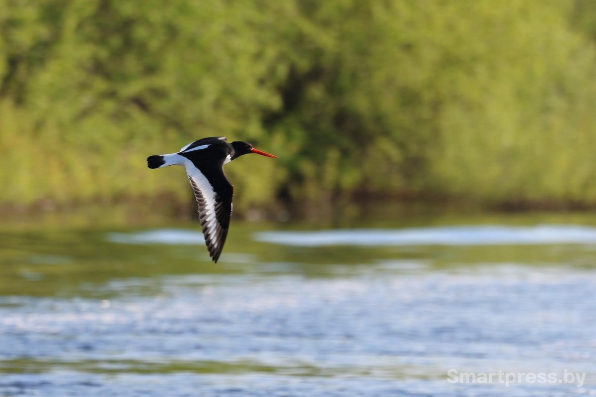 8-Кулик-сорока в полете.jpg