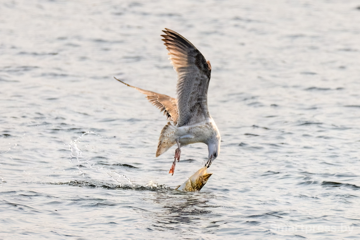 Пойдем, я покажу тебе облака Пойдем, я покажу тебе облака