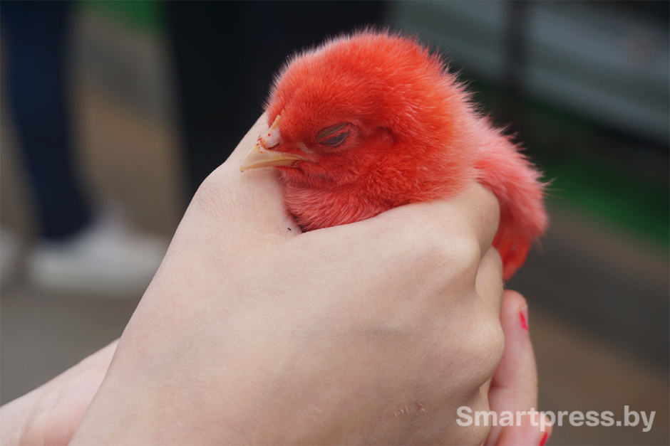 цыплята белагро3.jpg