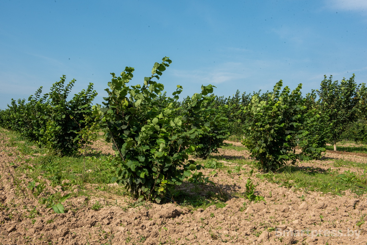 Фундоковый сад (18).jpg