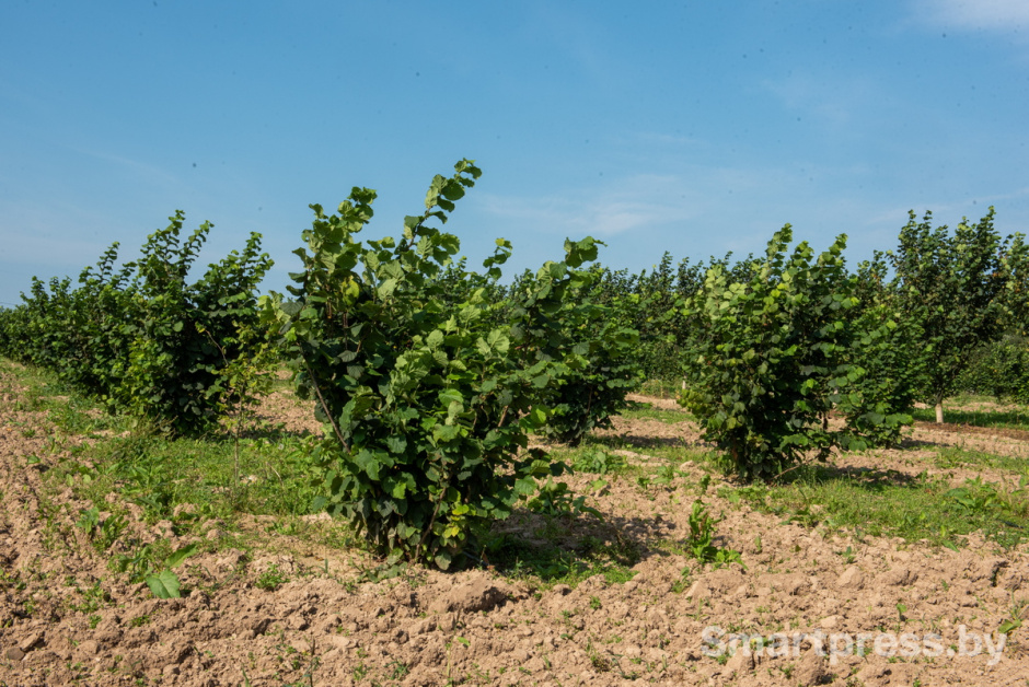 Фундоковый сад (18).jpg