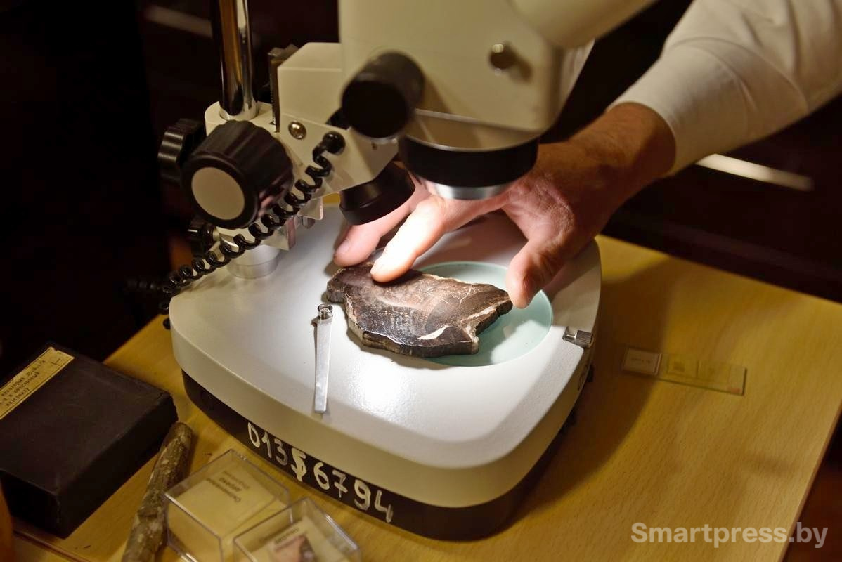 20-Этой оканемелой араукарии 200 миллионов лет.jpg