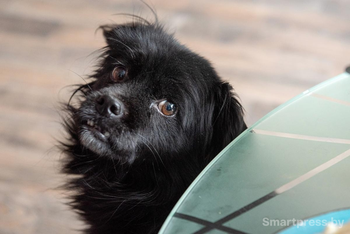 9-Пес Берни.jpg