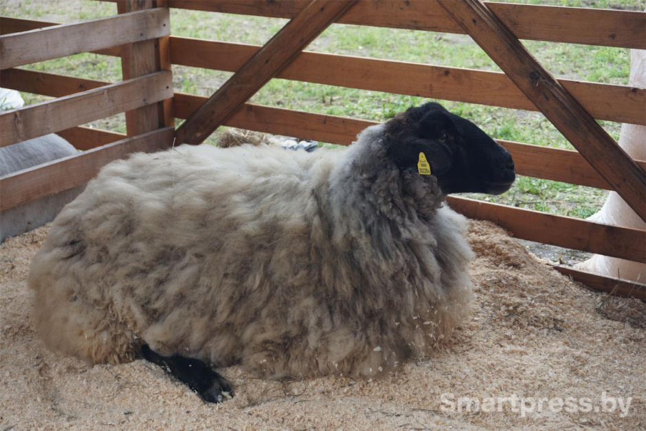 овца суффолк.jpg