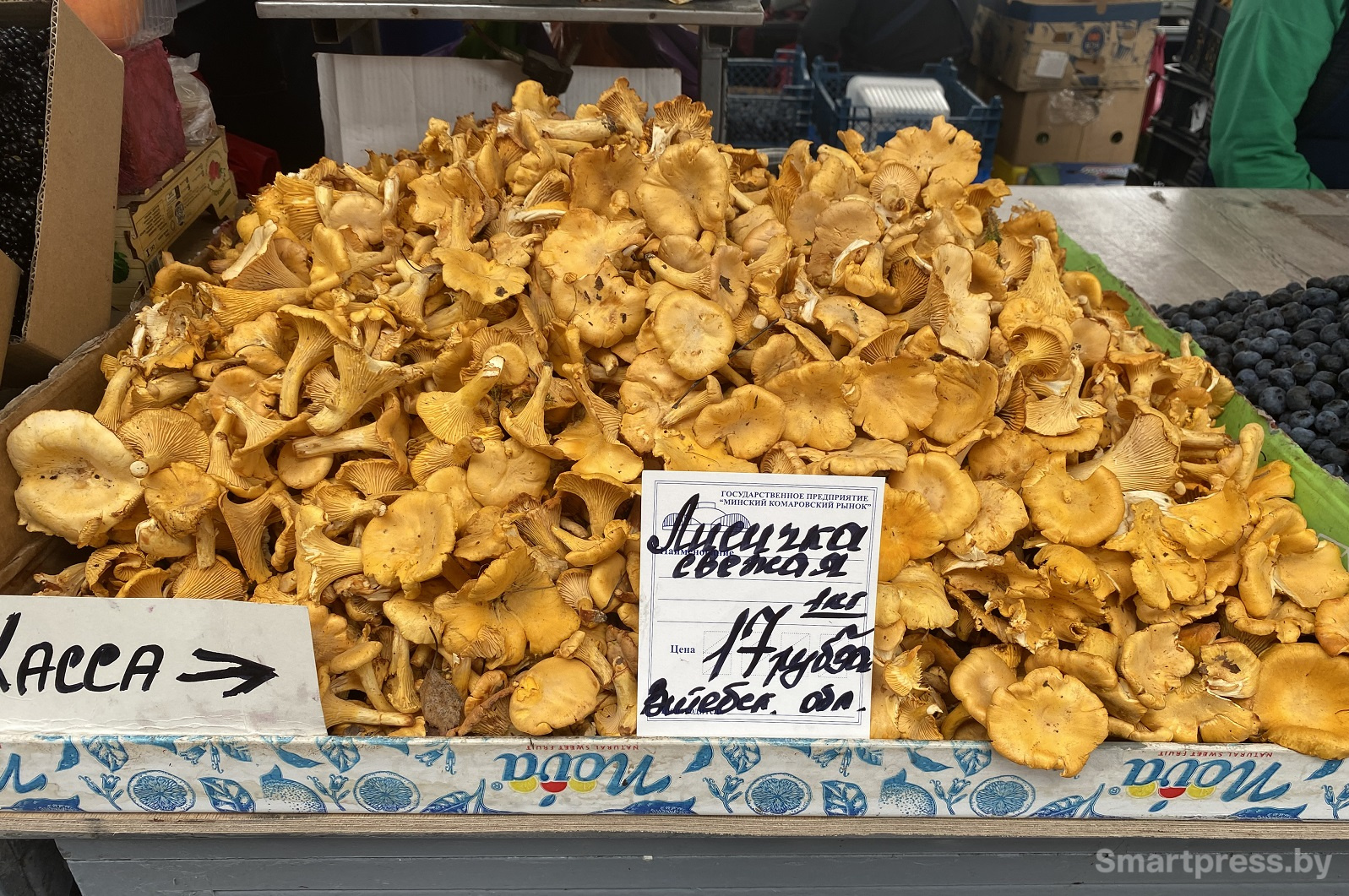 Лисичка по 17 витебская