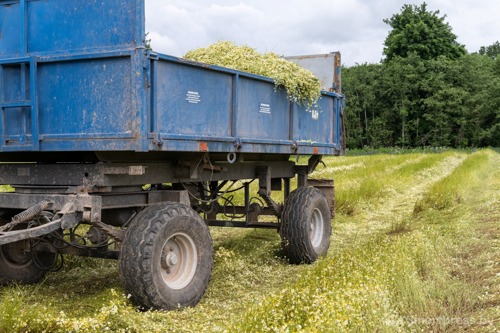 4-Как собирают ромашку в деревне Пищалово.jpg