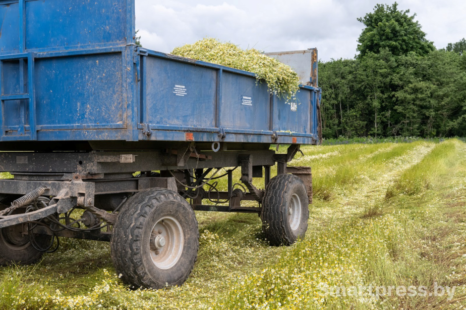 4-Как собирают ромашку в деревне Пищалово.jpg