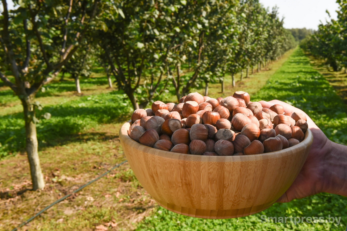 Фундоковый сад (6).jpg