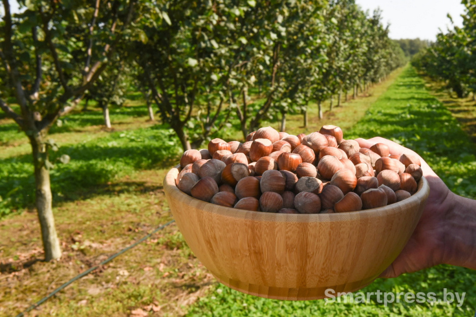 Фундоковый сад (6).jpg