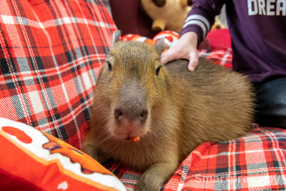 Капибара Капи.jpg