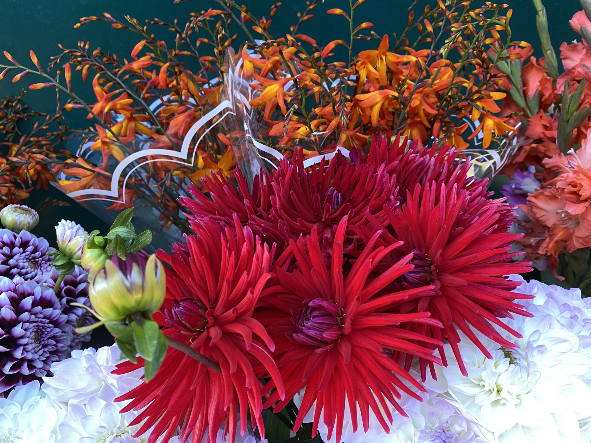 Георгины Гагарина