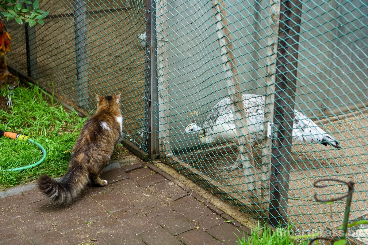 16-Пава Изабелла.jpg